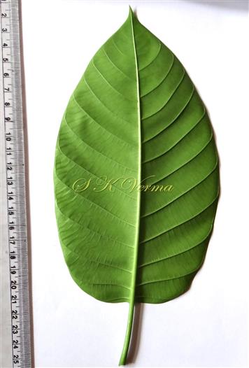  Leaf-Abaxial view